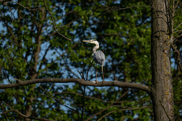 Heron standing on a tree