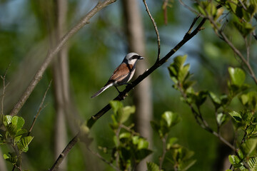 Red-backed Shrike on branch