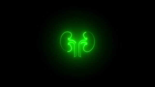 Glowing Human kidney icon animation. This renal system symbol is a neon kidney animation. The kidney was divided into the right and left halves.
