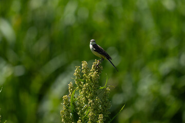White wagtail  