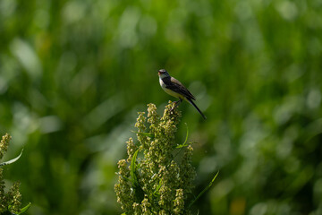 White wagtail  