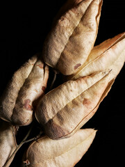 close-up dried flower on black background