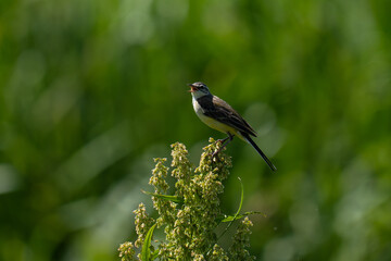 White wagtail  