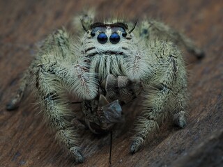 close up of a jumping spider hylus diardi