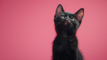 Portrait photography of a cute little Bombay cat happy smiling , studio shot isolated on single color background ,editorial style, shoot by DSLR .