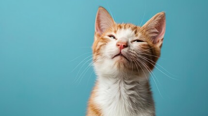 Obraz premium Portrait photography of a cute little Turkish Angora cat happy smiling , studio shot isolated on single color background ,editorial style, shoot by DSLR .