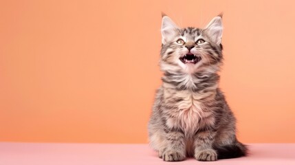 Obraz premium Portrait photography of a cute little American Shorthair cat happy smiling , studio shot isolated on single color background ,editorial style, shoot by DSLR .
