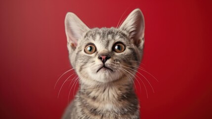 Obraz premium Portrait photography of a cute little Burmilla cat happy smiling , studio shot isolated on single color background ,editorial style, shoot by DSLR .