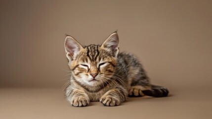 Portrait photography of a cute little Havana Brown cat happy smiling , studio shot isolated on single color background ,editorial style, shoot by DSLR .