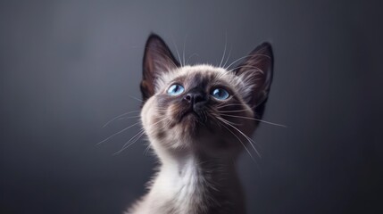 Obraz premium Portrait photography of a cute little Tonkinese cat happy smiling , studio shot isolated on single color background ,editorial style, shoot by DSLR .