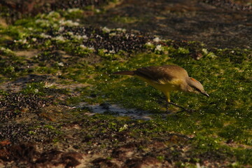 Tropical Kingbird Beautiful Yellow Bird