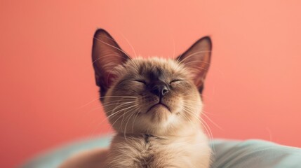 Portrait photography of a cute little Burmese cat happy smiling , studio shot isolated on single color background ,editorial style, shoot by DSLR .