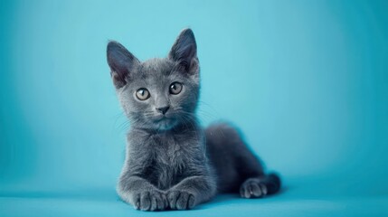 Portrait photography of a cute little Russian Blue cat happy smiling , studio shot isolated on single color background ,editorial style, shoot by DSLR .