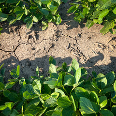 Rows of Healthy Green Soybean Crops in a garden or agricultural field. The leafy plants create a frame or border at the top and bottom of view. Soil is between the plants. 