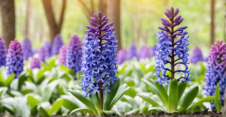 Misty Morning Over Lush Hyacinth Beds in Full Blossom
