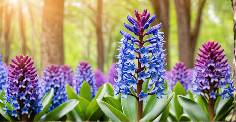 Graceful Cluster of Hyacinth Flowers Captured in Full Bloom
