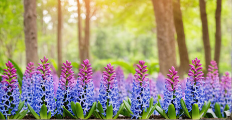 Enchanting Hyacinth Garden Offering a Whimsical Atmosphere
