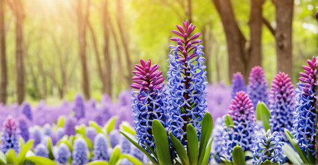 Dreamy Patch of Hyacinth Flowers Set Against Blurred Landscape
