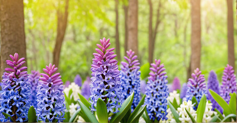 Delicate Petals of Hyacinth Creating a Colorful Tapestry
