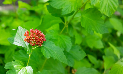 Ornamental shrub viburnum-leaved bladderwort is suitable for creating hedges