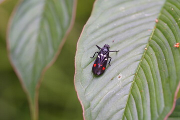 Callitettix versicolor found in the forest.