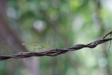 Tettigoniidae found in forests and grasslands.