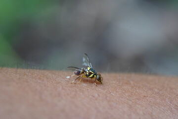 Bactrocera correcta found in vegetable plots.