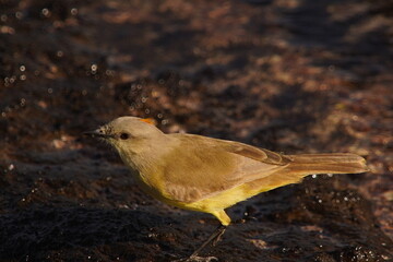 Tropical Kingbird Beautiful Yellow Bird
