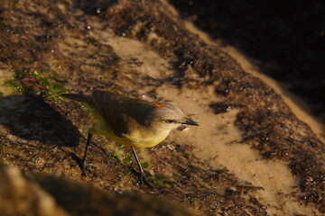 Tropical Kingbird Beautiful Yellow Bird