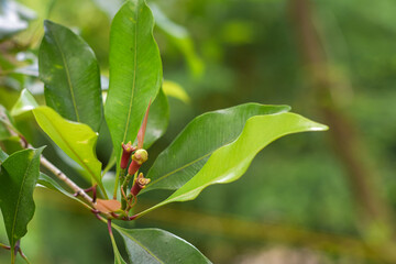 Clove flowers, aromatherapy clove flowers, clove food ingredients