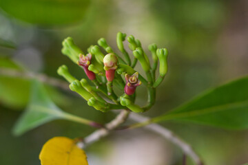 Clove flowers, aromatherapy clove flowers, clove food ingredients