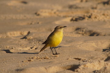 Tropical Kingbird Beautiful Yellow Bird