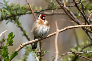 Chardonneret élégant,.Carduelis carduelis, European Goldfinch