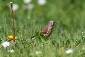 Linotte mélodieuse,.Linaria cannabina, Common Linnet