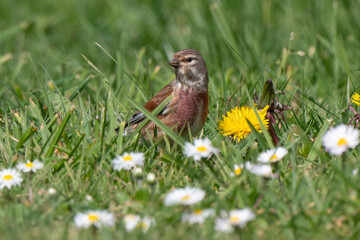 Linotte mélodieuse,.Linaria cannabina, Common Linnet