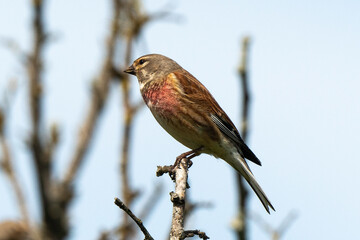 Linotte mélodieuse,.Linaria cannabina, Common Linnet