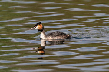 Grèbe huppé,.Podiceps cristatus, Great Crested Grebe