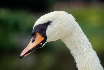 Obraz premium Cygne tuberculé,.Cygnus olor, Mute Swan