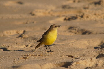 Tropical Kingbird Beautiful Yellow Bird