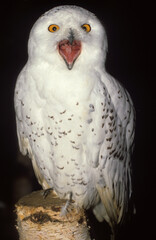 Harfang des neiges,.Bubo scandiacus, Snowy Owl