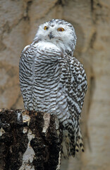 Harfang des neiges,.Bubo scandiacus, Snowy Owl