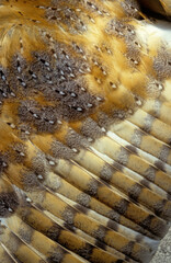 Chouette effraie; Effraie des clochers; Tyto alba; Western Barn Owl