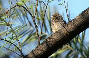 Chevêche brame,.Athene brama, Spotted Owlet
