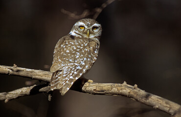 Chevêche brame,.Athene brama, Spotted Owlet