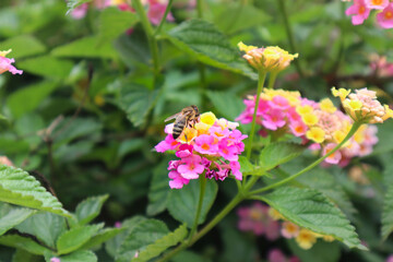 Yellow pink flowers with a bee on them.