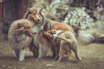 Portrait 3 rough Collies adult, Junghund und Welpe Var. 7