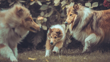 Portrait 3 rough Collies adult, Junghund und Welpe Var. 5