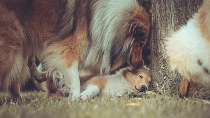 Portrait 2 rough Collies erwachsen und Welpe Var. 19 © Renee Heetfeld