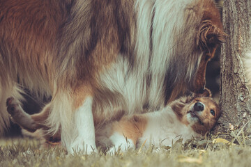 Portrait 2 rough Collies erwachsen und Welpe Var. 18 © Renee Heetfeld