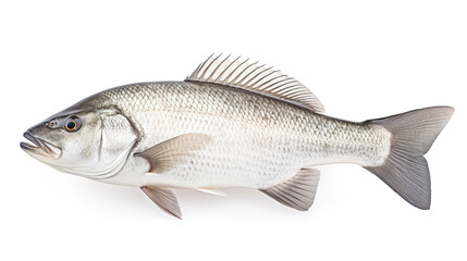 Fototapeta premium Isolated on a white background, Australian Barramundi